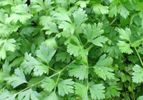 parsley